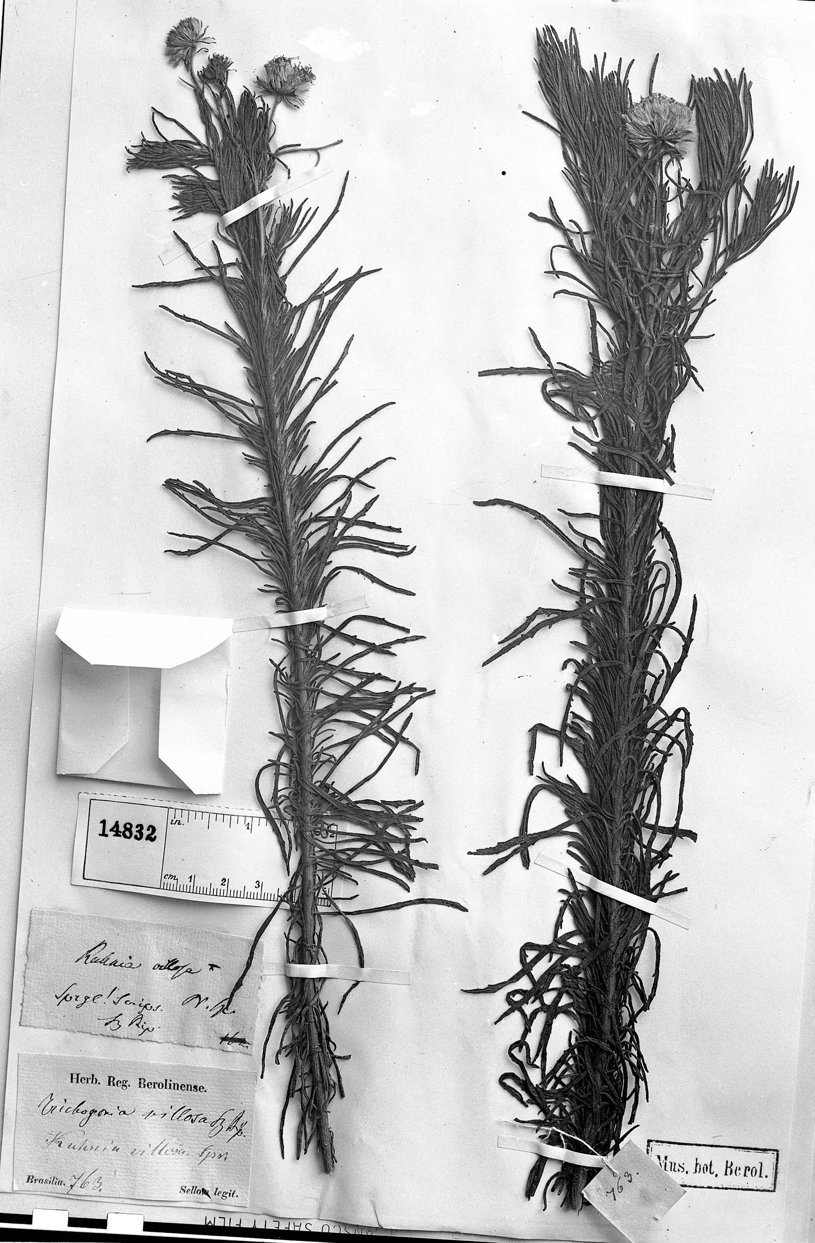 Trichogonia villosa image