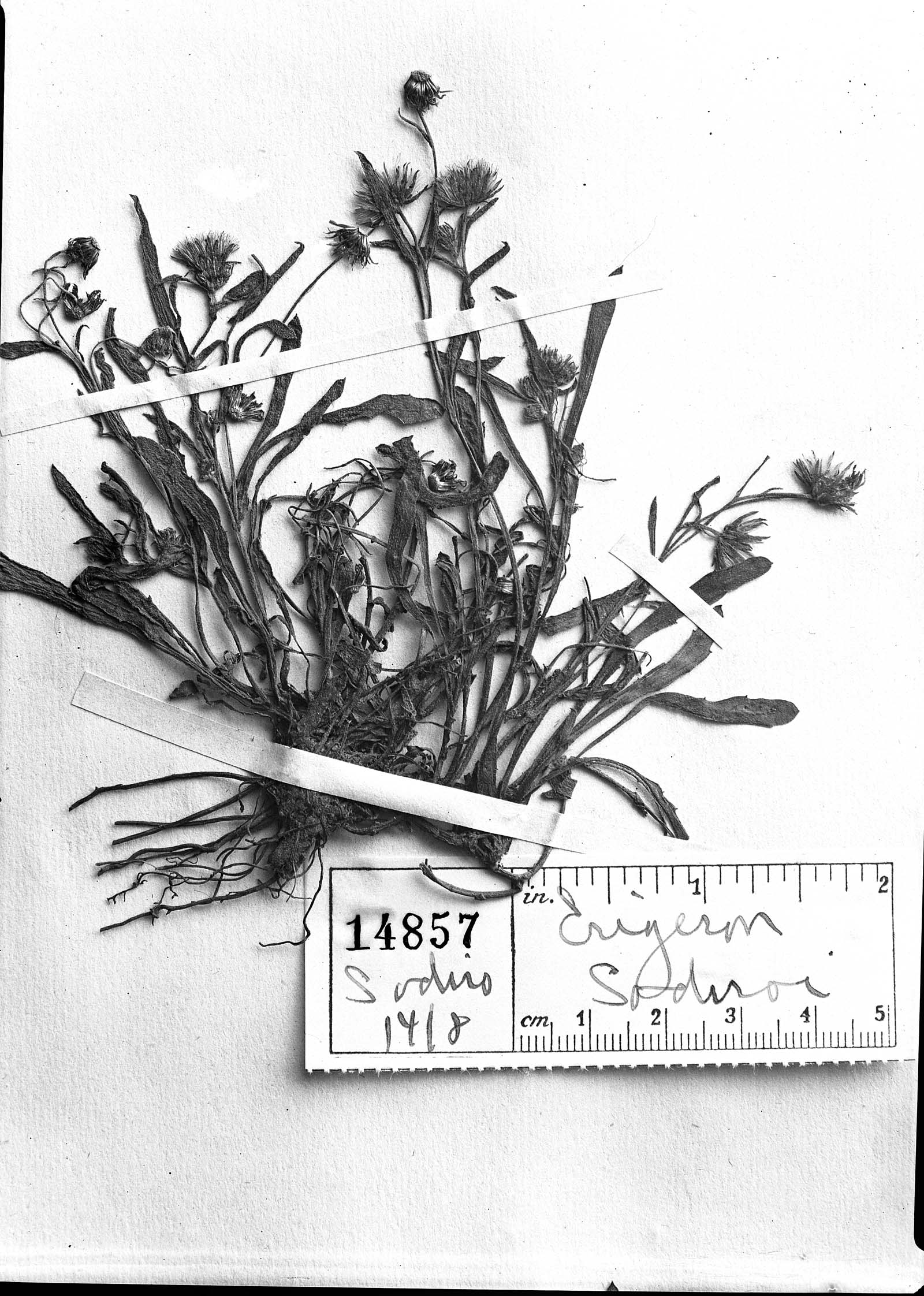 Oritrophium limnophilum subsp. limnophilum image