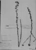 Erigeron fasciculatus image