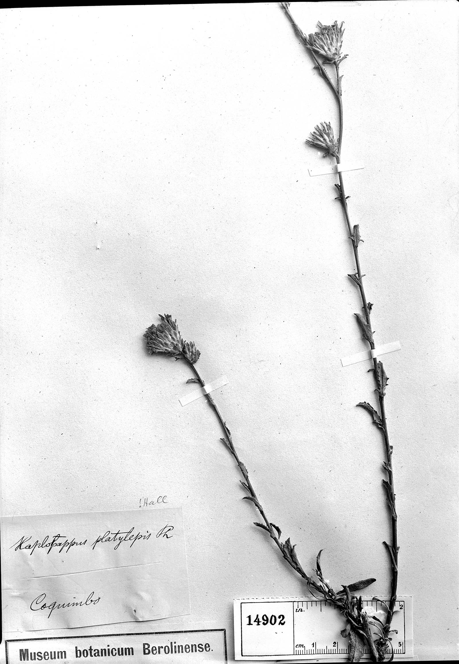 Haplopappus platylepis image