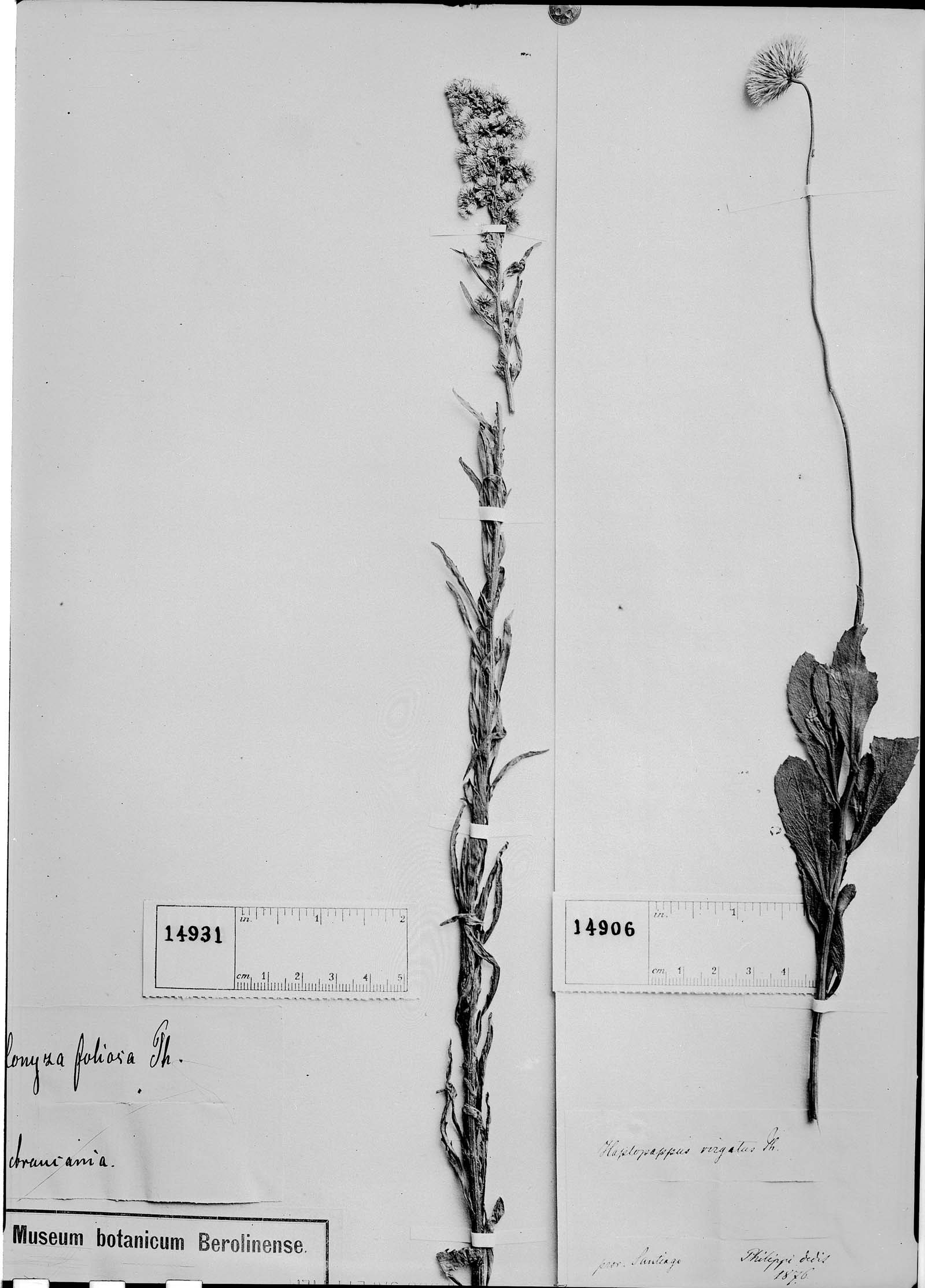 Haplopappus velutinus subsp. velutinus image