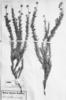 Sommerfeltia spinulosa image