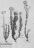 Asteropsis macrocephala image