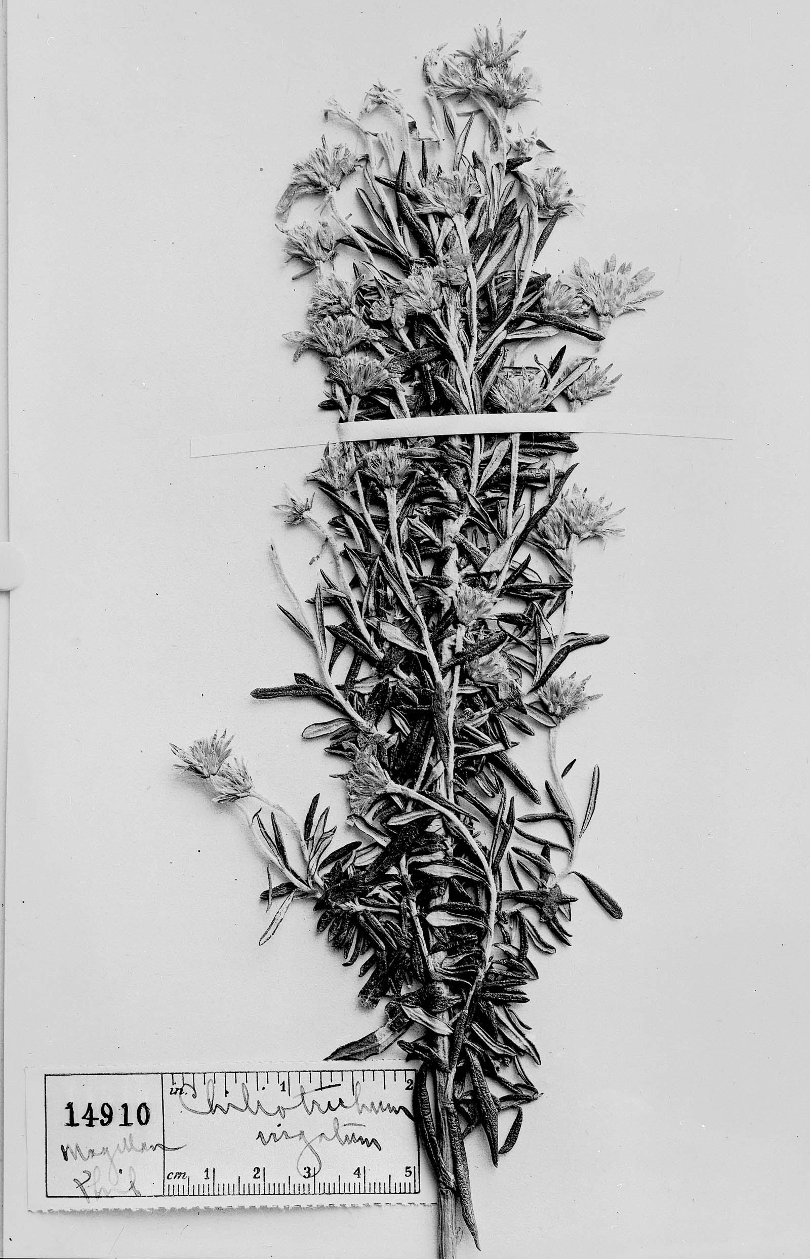 Chiliotrichum diffusum image