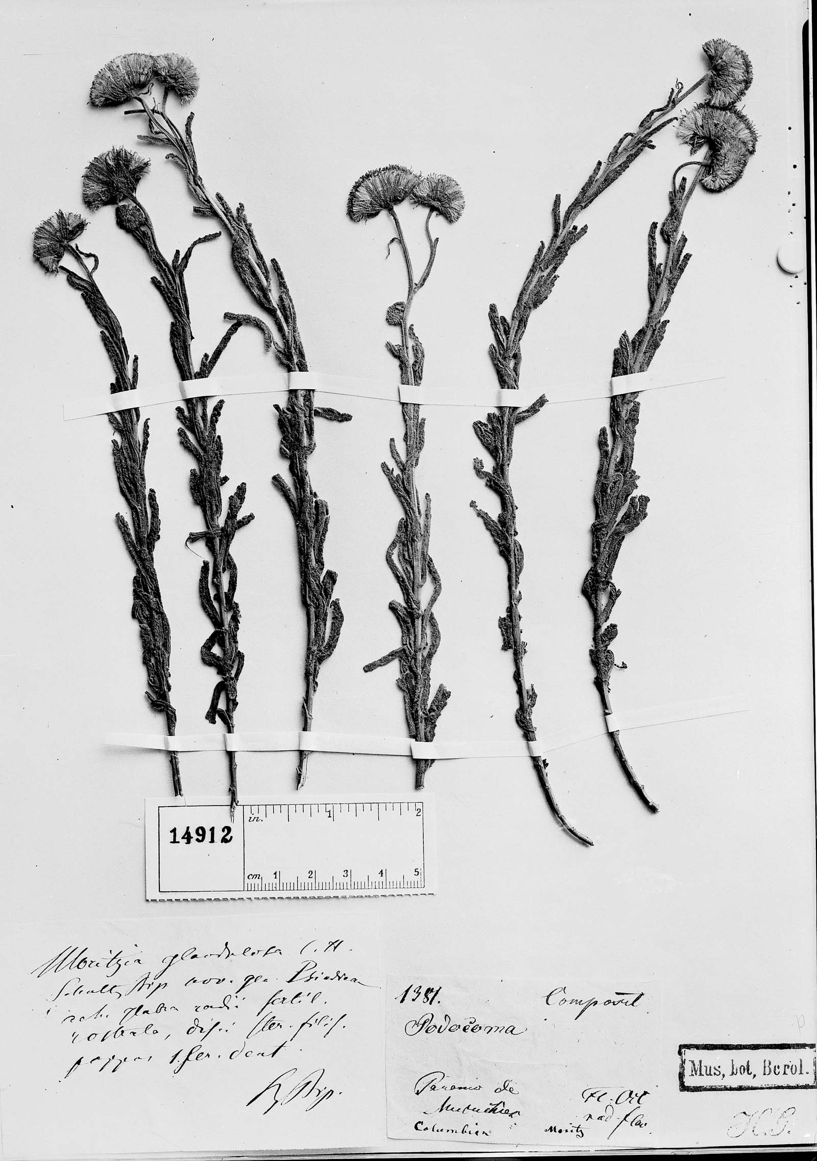 Blakiella bartsiifolia image