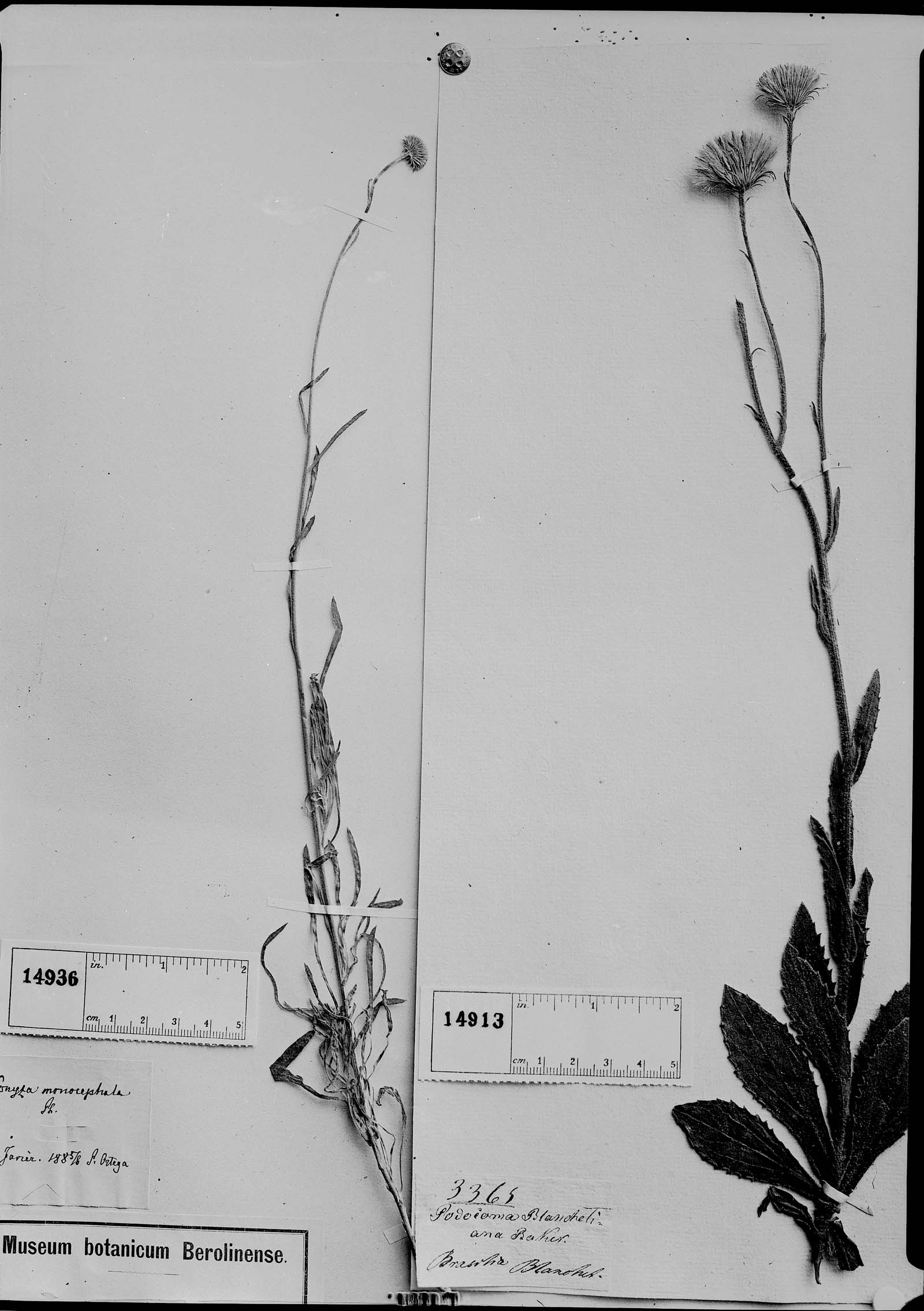 Podocoma blanchetiana image