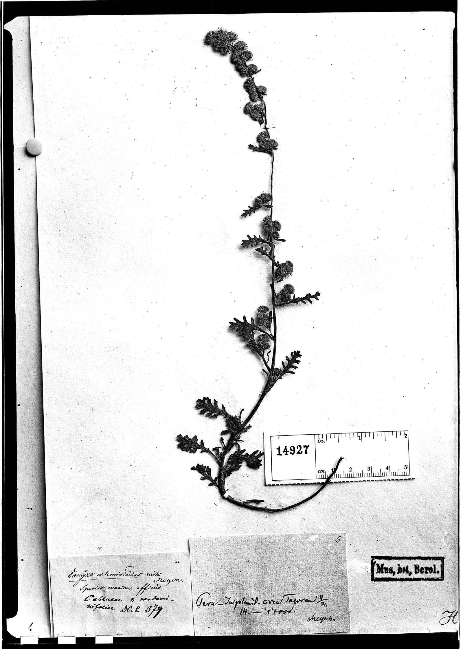 Conyza artemisiifolia image