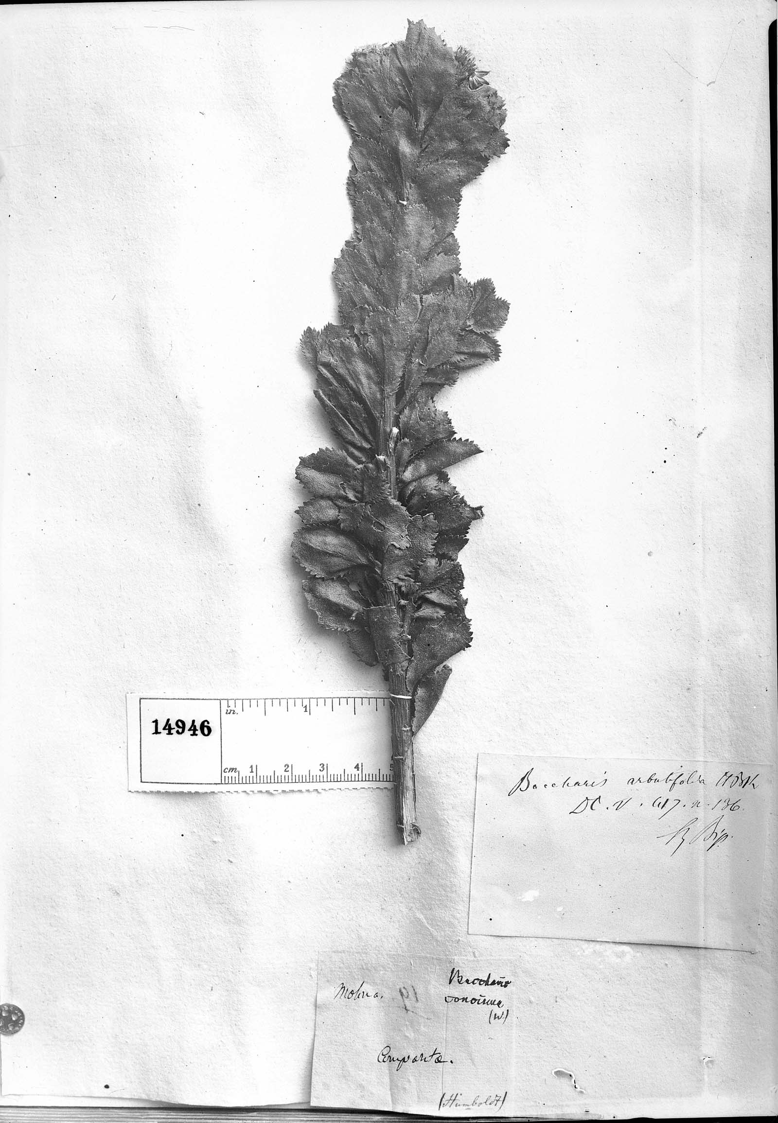 Baccharis arbutifolia image