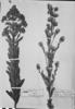 Baccharis brachylaenoides var. ligustrina image