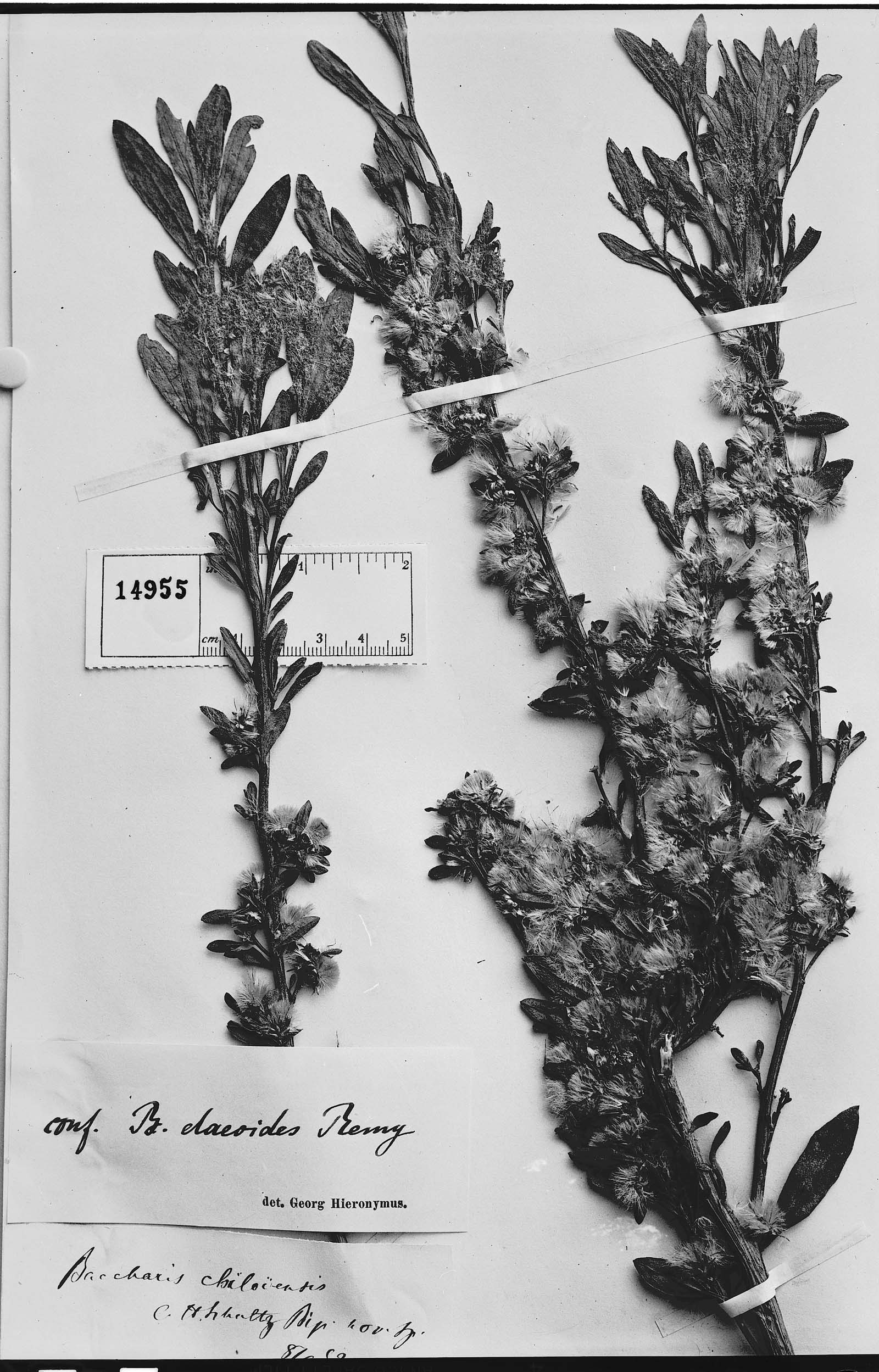 Baccharis confertifolia image