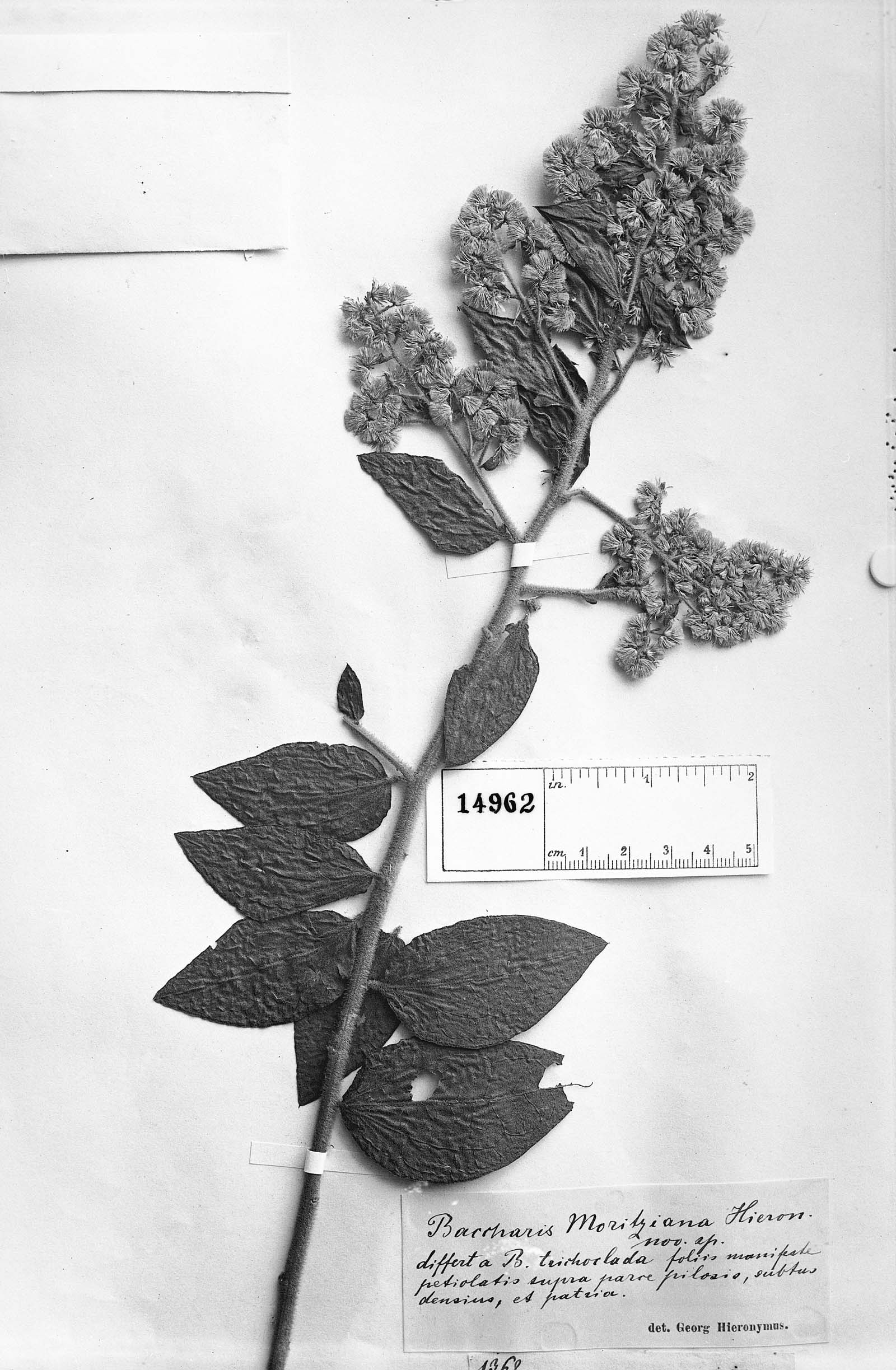 Baccharis decussata subsp. decussata image