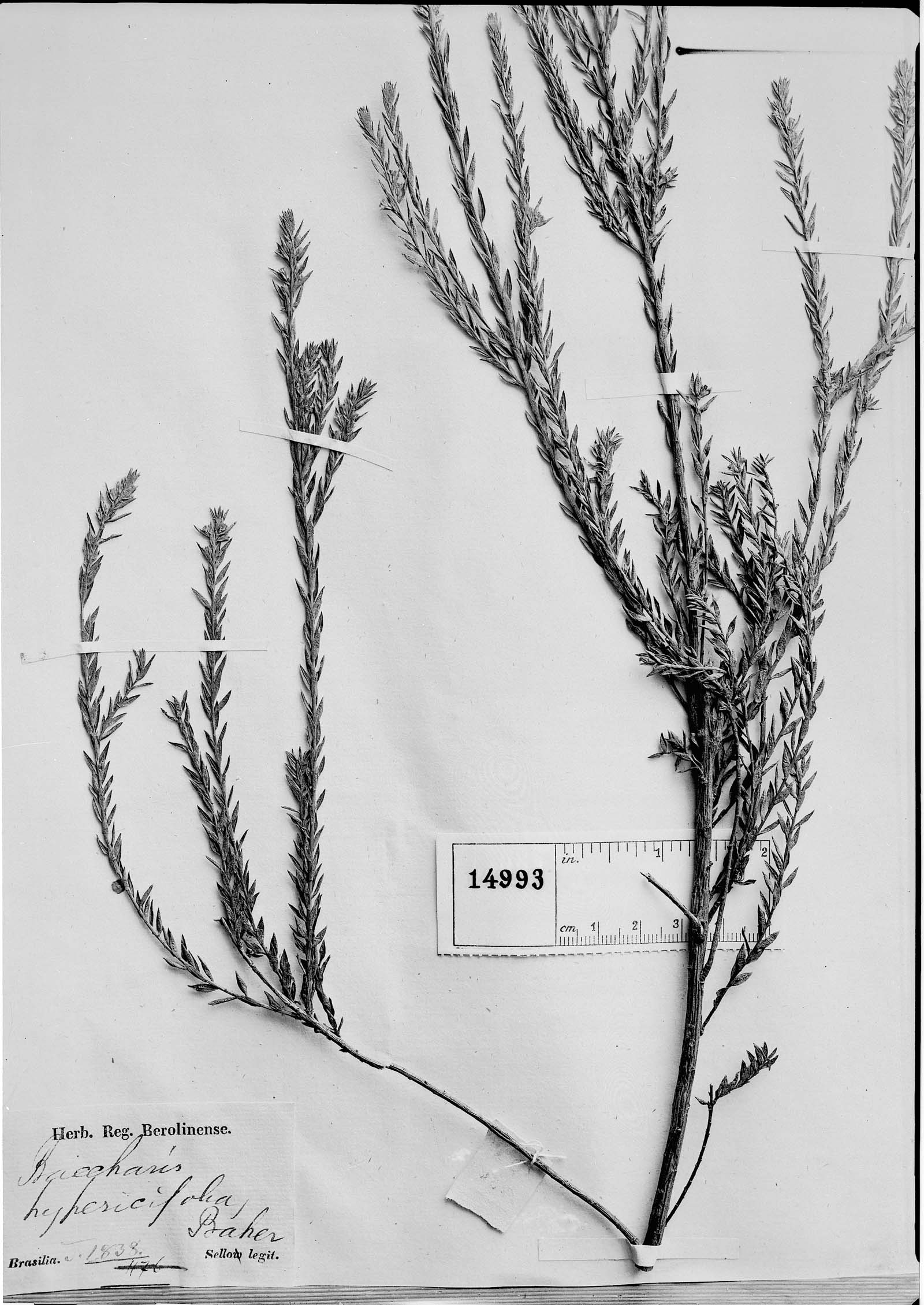 Baccharis hypericifolia image