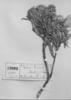Baccharis ledifolia image