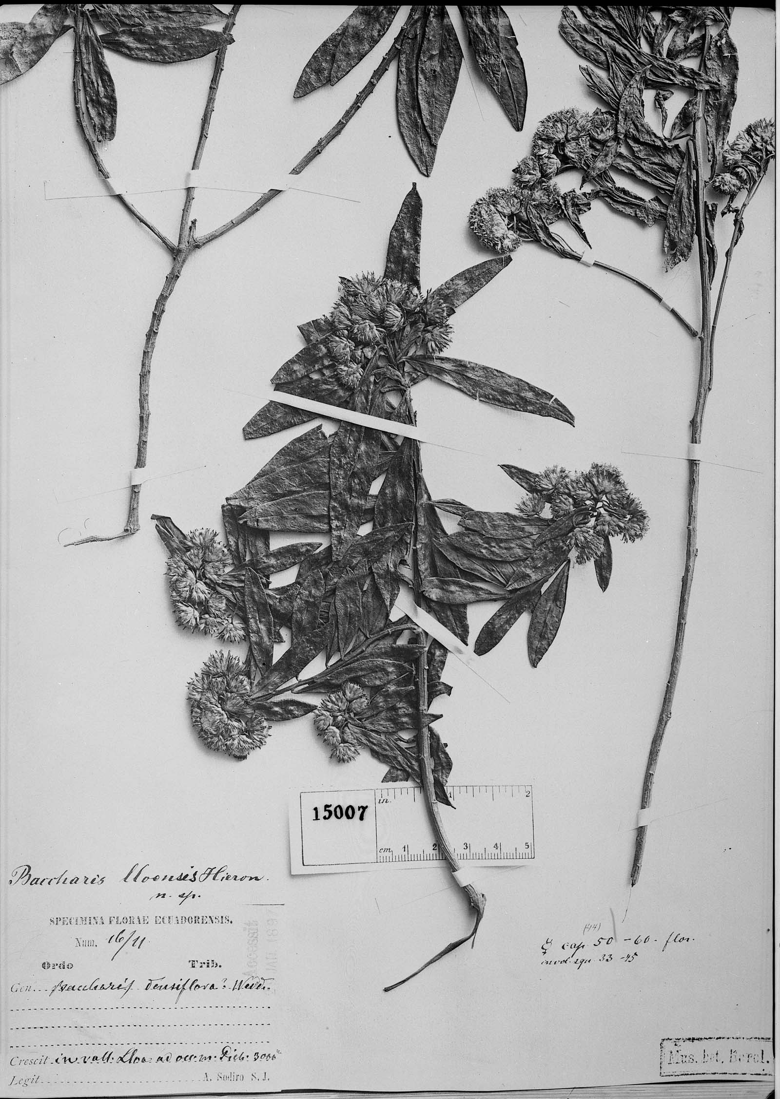 Baccharis lloensis image