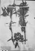 Baccharis densiflora subsp. perulata image