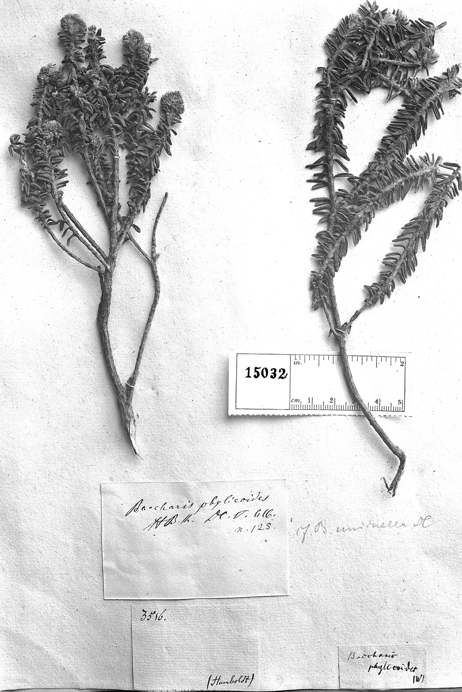 Baccharis phylicoides image