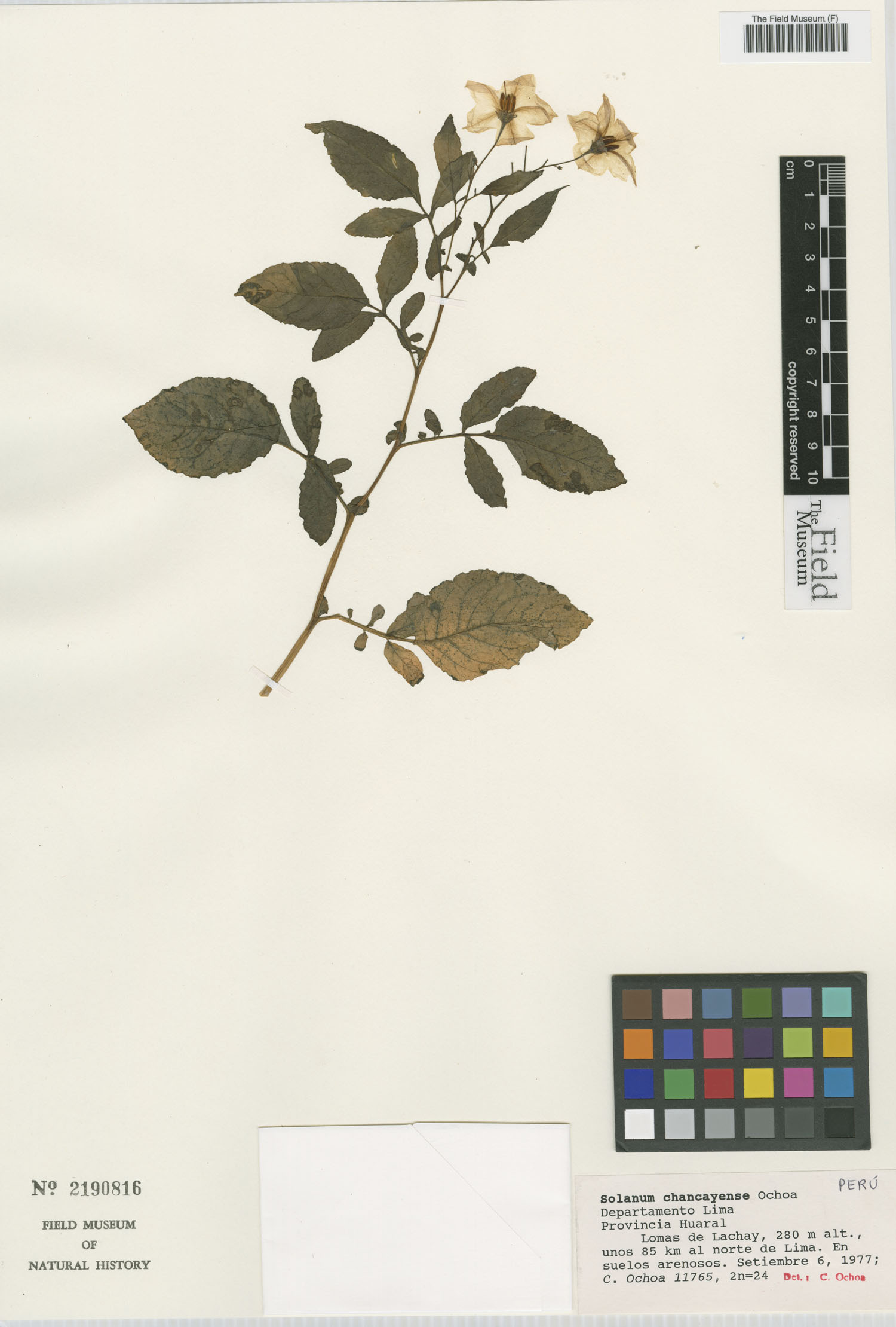 Solanum chancayense image
