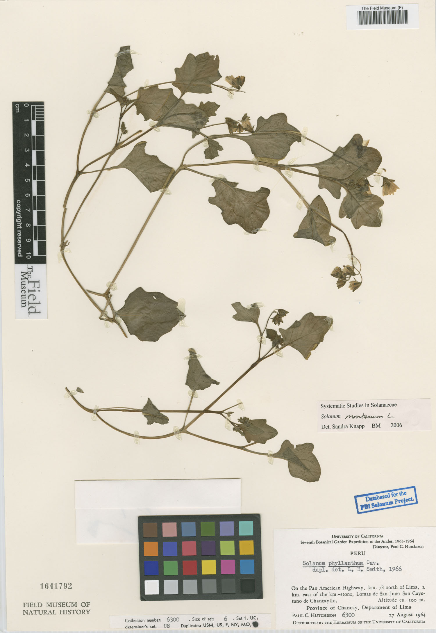 Solanum montanum image