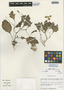 Solanum montanum image