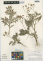 Solanum multifidum image
