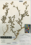 Solanum paposanum image