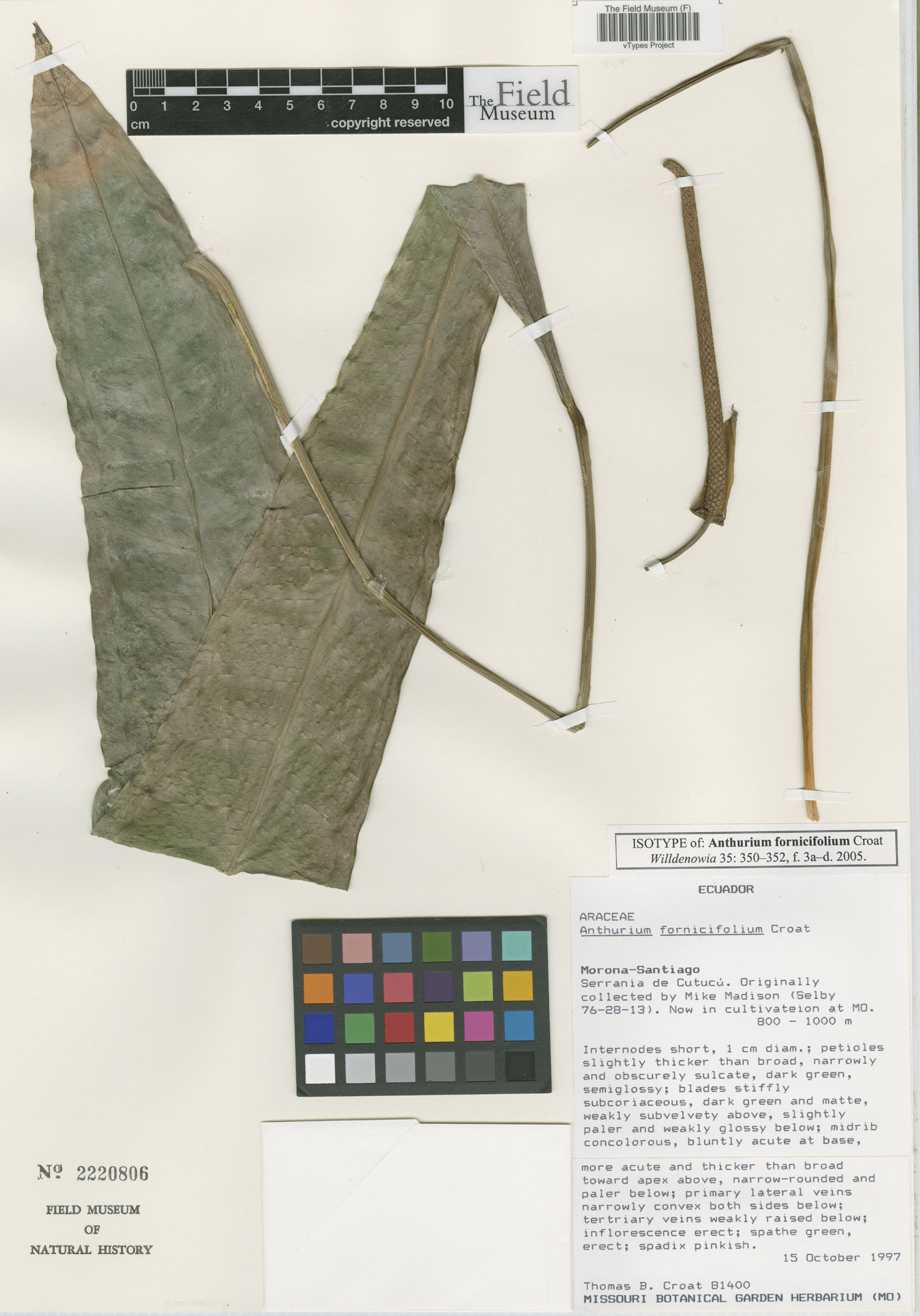Anthurium fornicifolium image