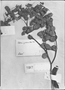 Chamaecrista cytisoides image
