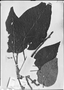 Croton grandivelum image