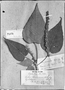 Croton panamensis image