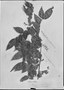 Dalbergia subcymosa image