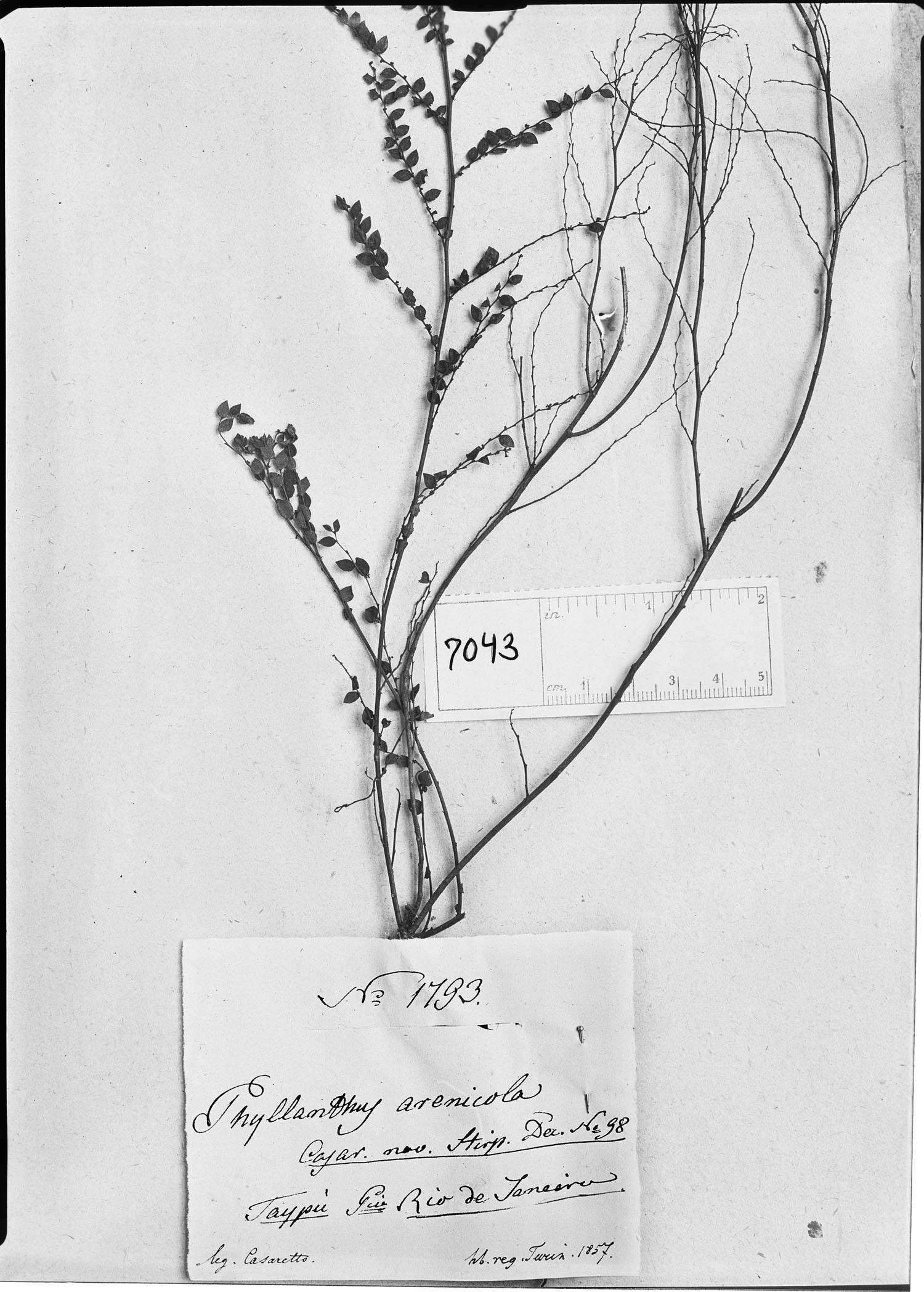 Phyllanthus arenicola image