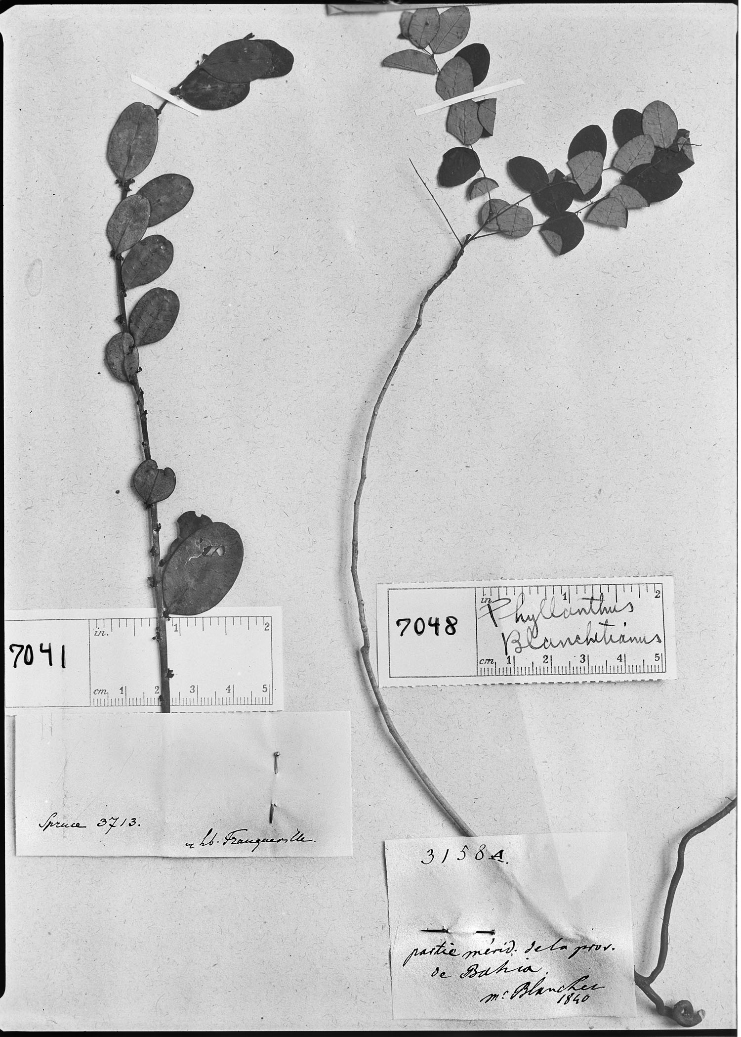 Phyllanthus blanchetianus image