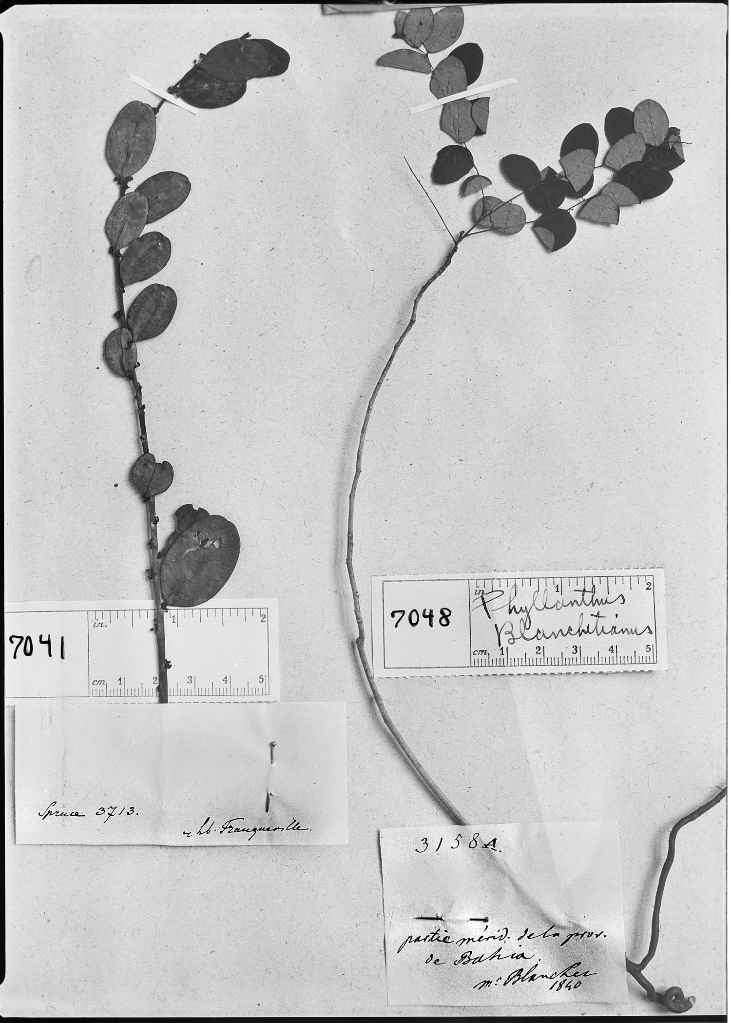 Phyllanthus myrsinites subsp. myrsinites image