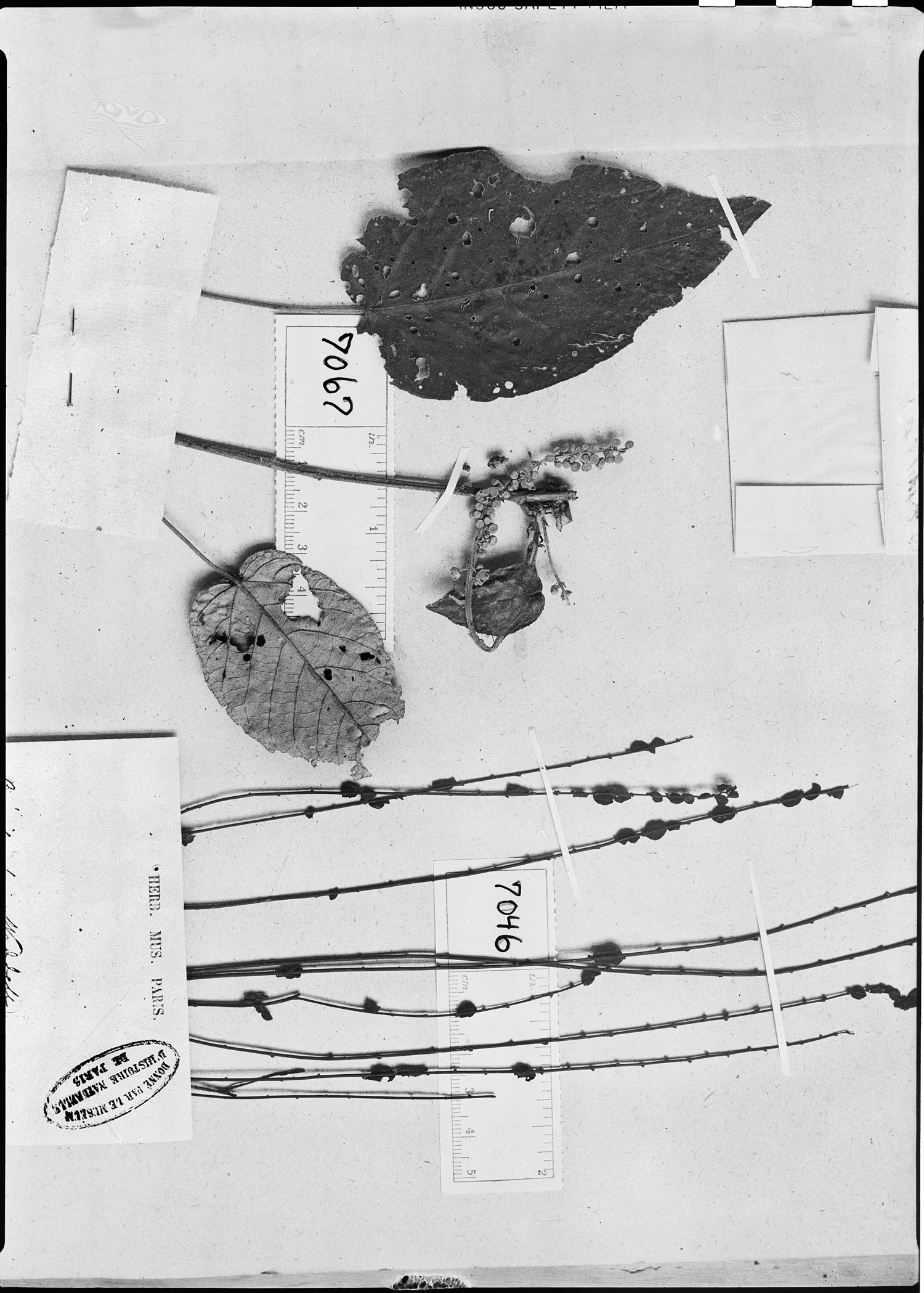 Phyllanthus simplicicaulis image