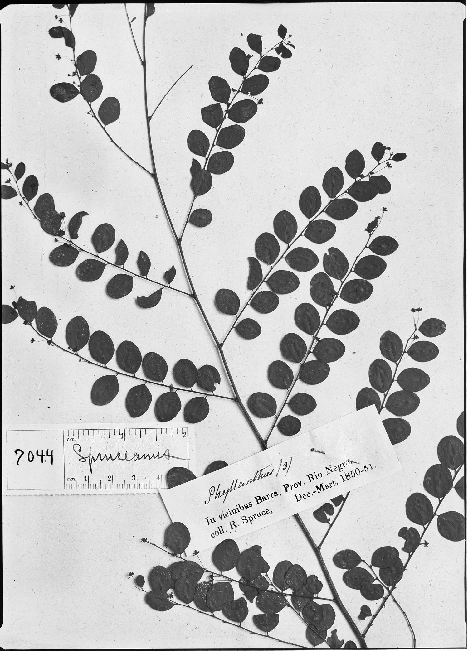 Phyllanthus spruceanus image