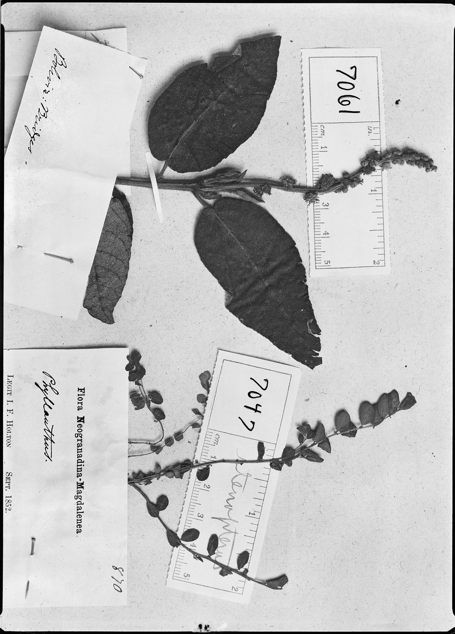 Phyllanthus caroliniensis subsp. stenopterus image
