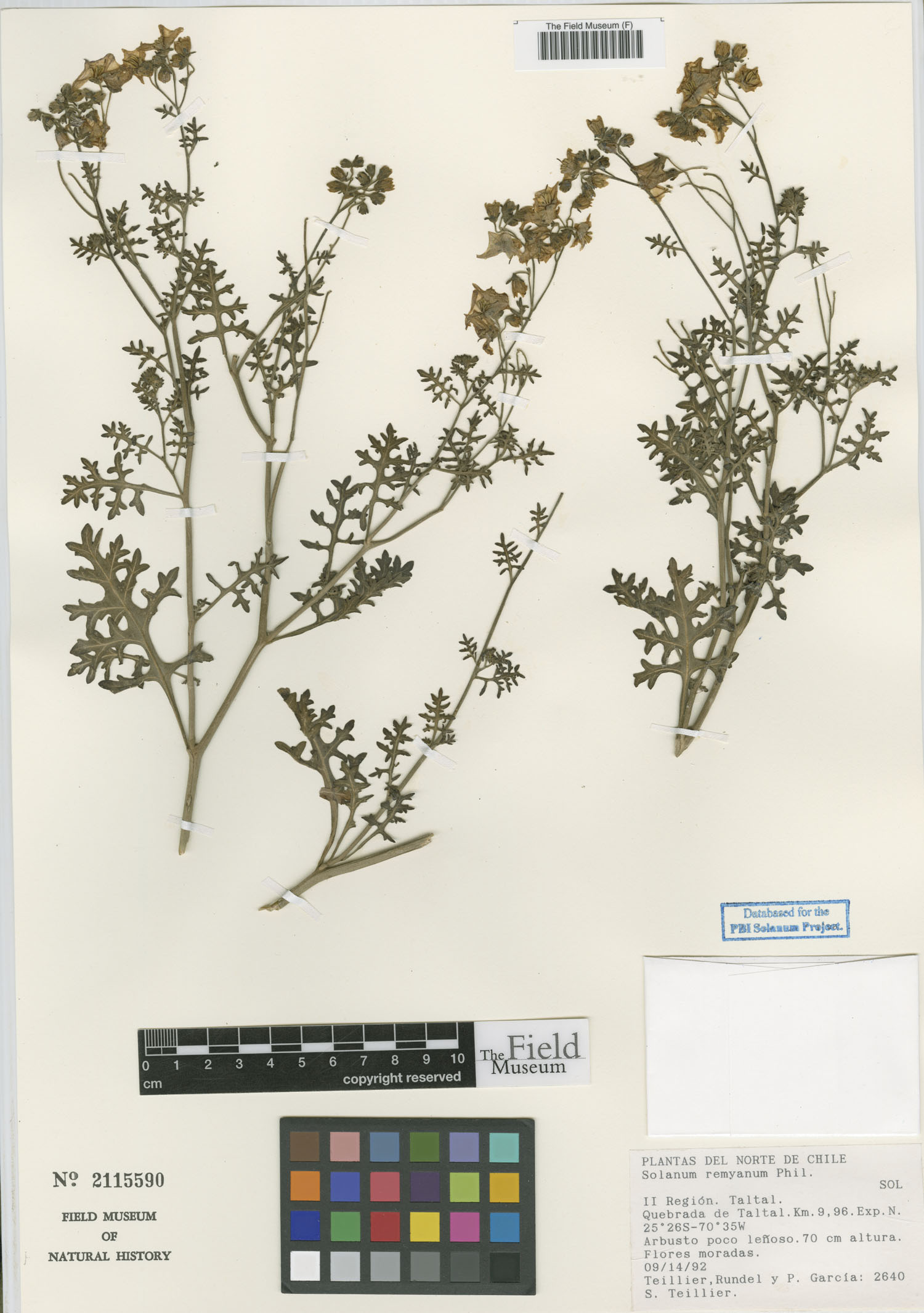 Solanum remyanum image