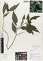 Herpetacanthus rotundatus image