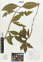 Pseuderanthemum lanceolatum image