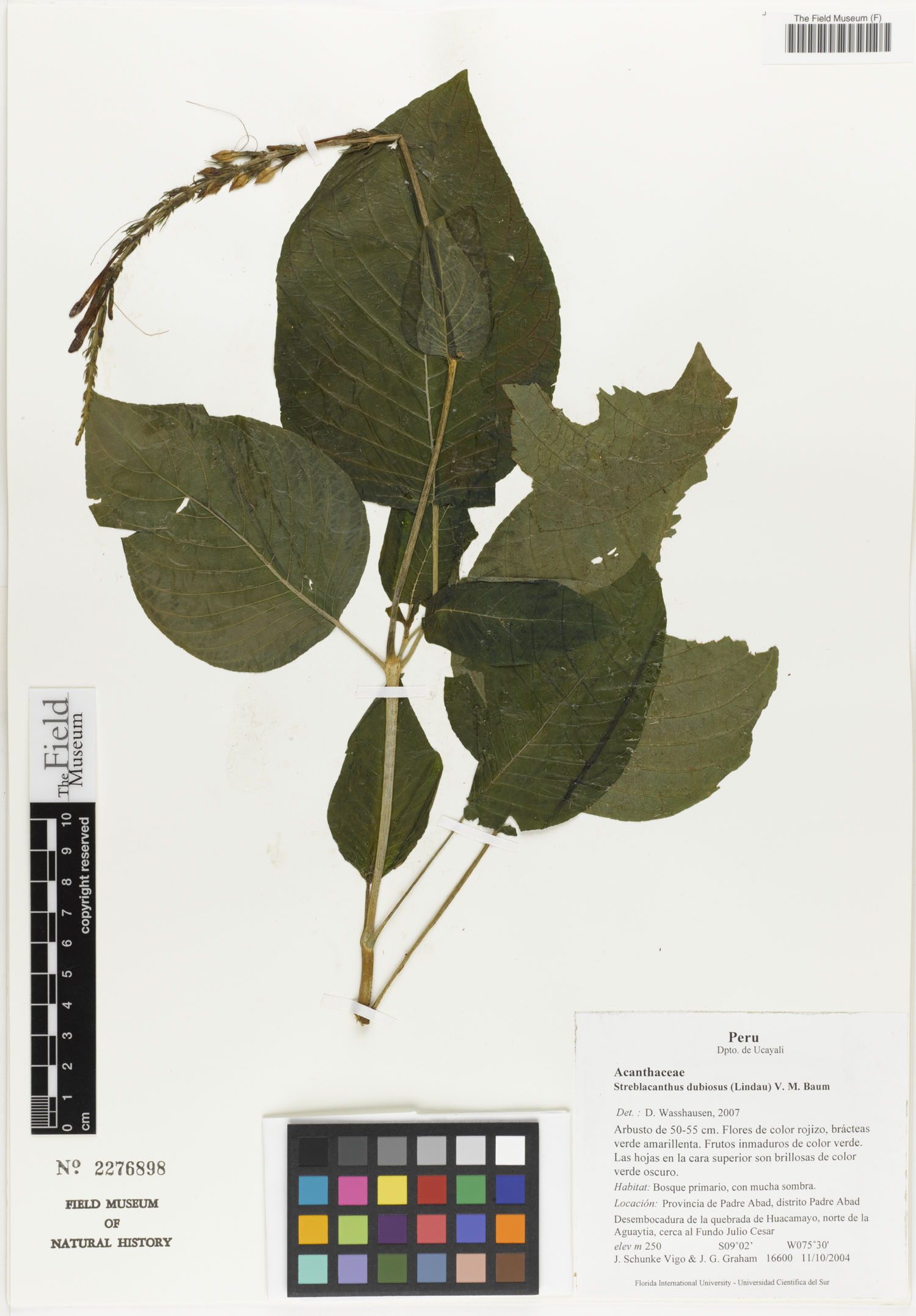 Streblacanthus dubiosus image