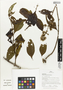 Mikania nigropunctulata image