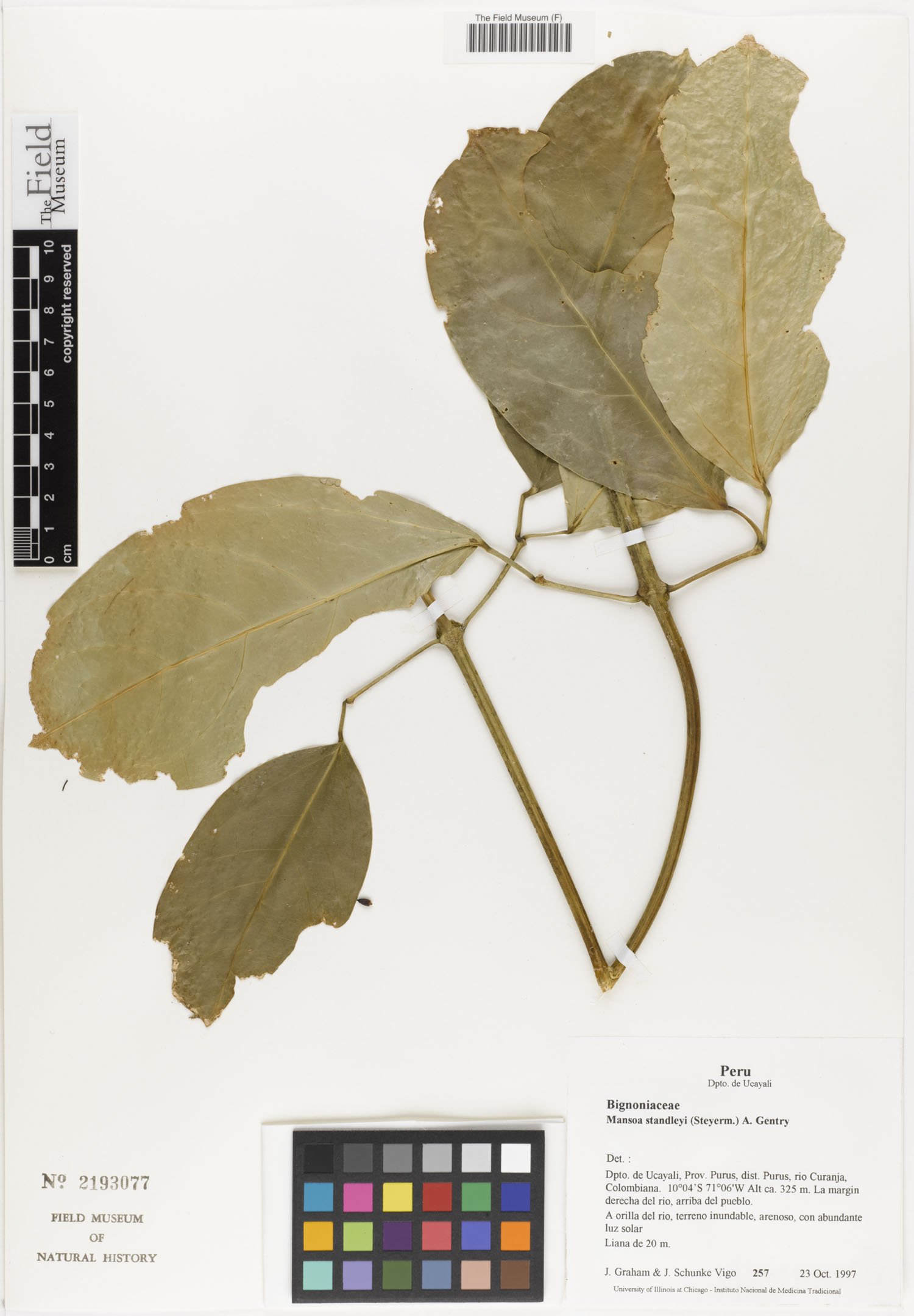 Mansoa standleyi image