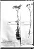 Pseudognaphalium dombeyanum image