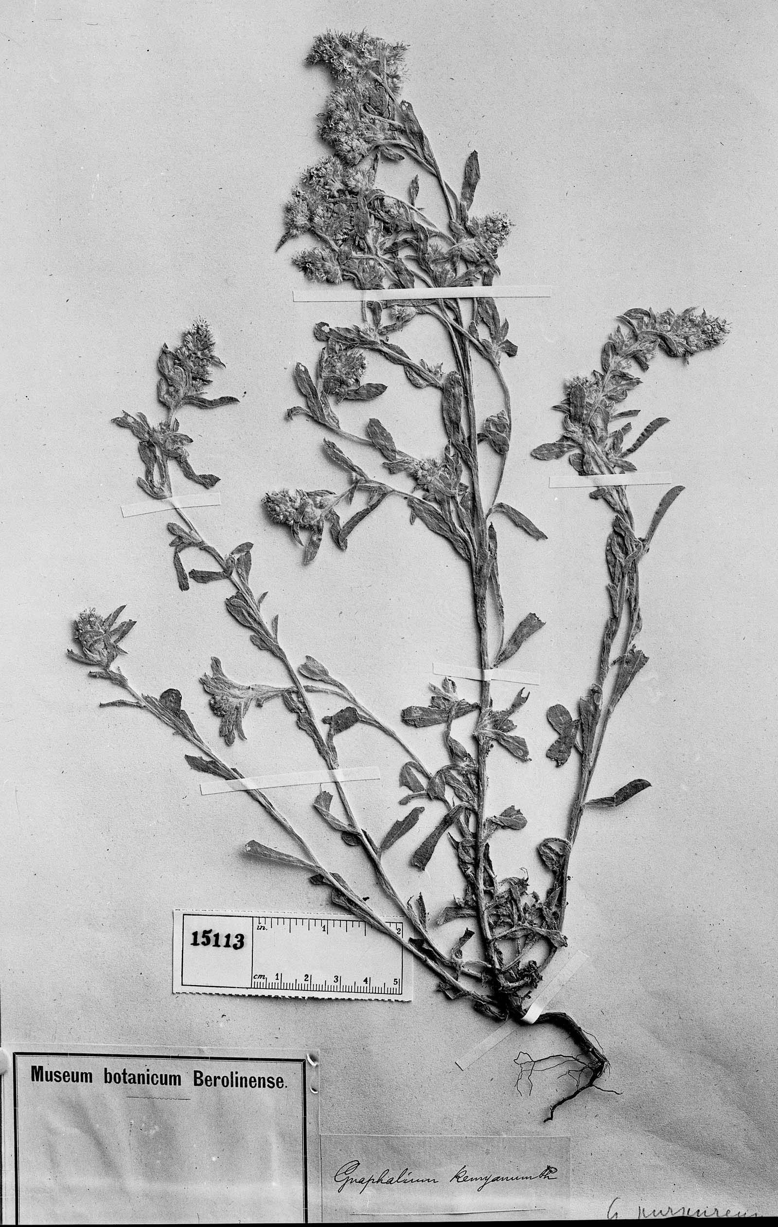 Pseudognaphalium remyanum image