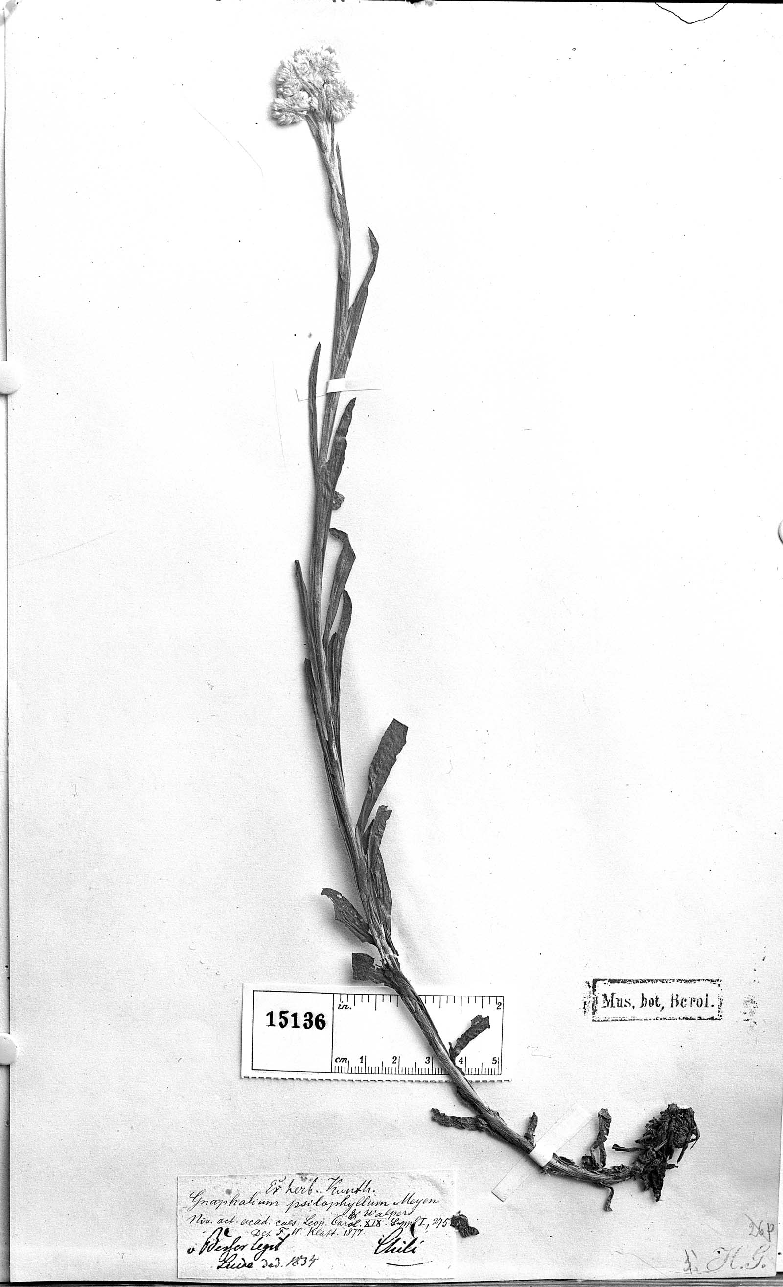 Pseudognaphalium psilophyllum image