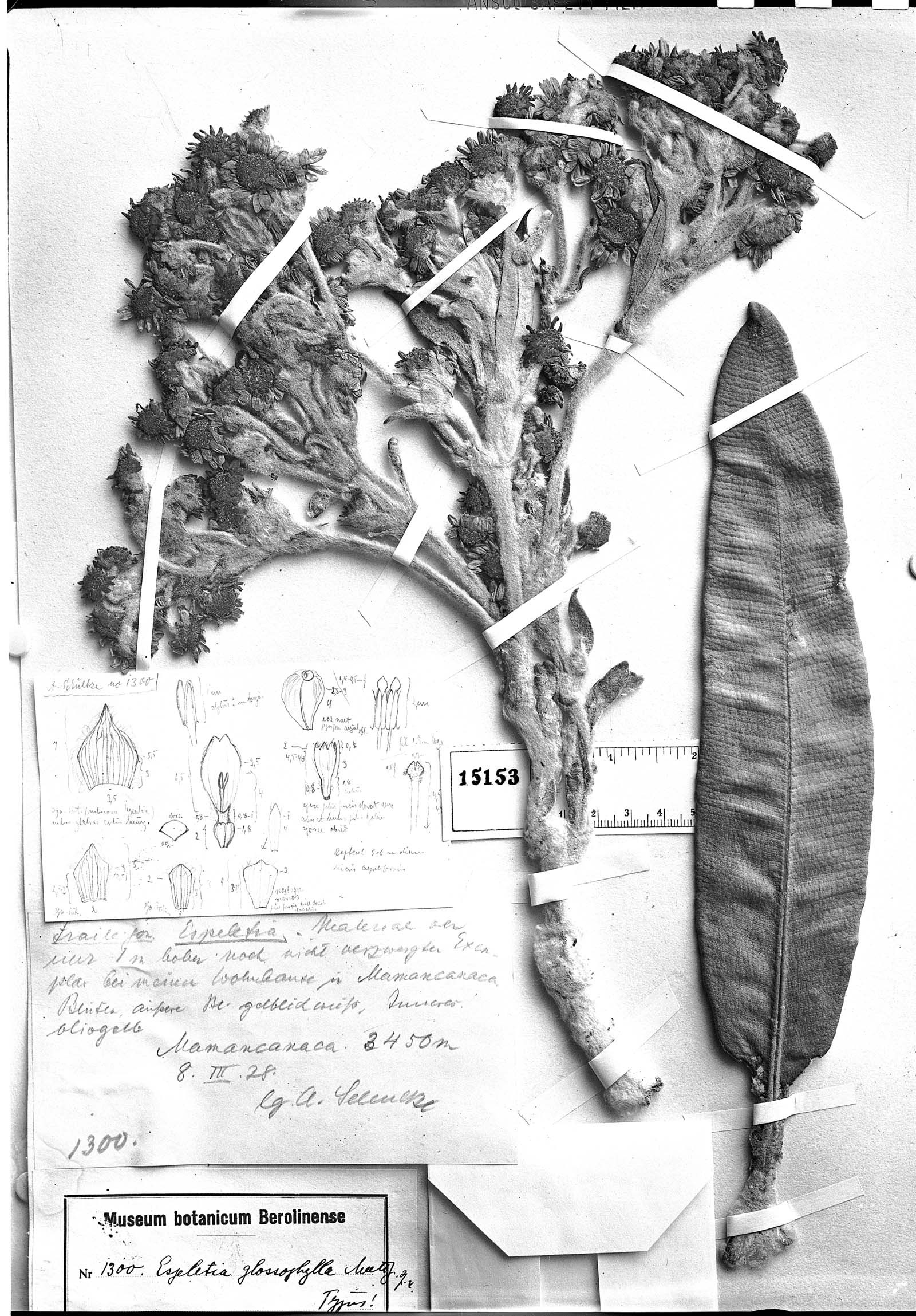 Libanothamnus occultus subsp. glossophyllus image