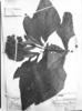 Smallanthus fruticosus image
