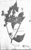 Smallanthus riparius image