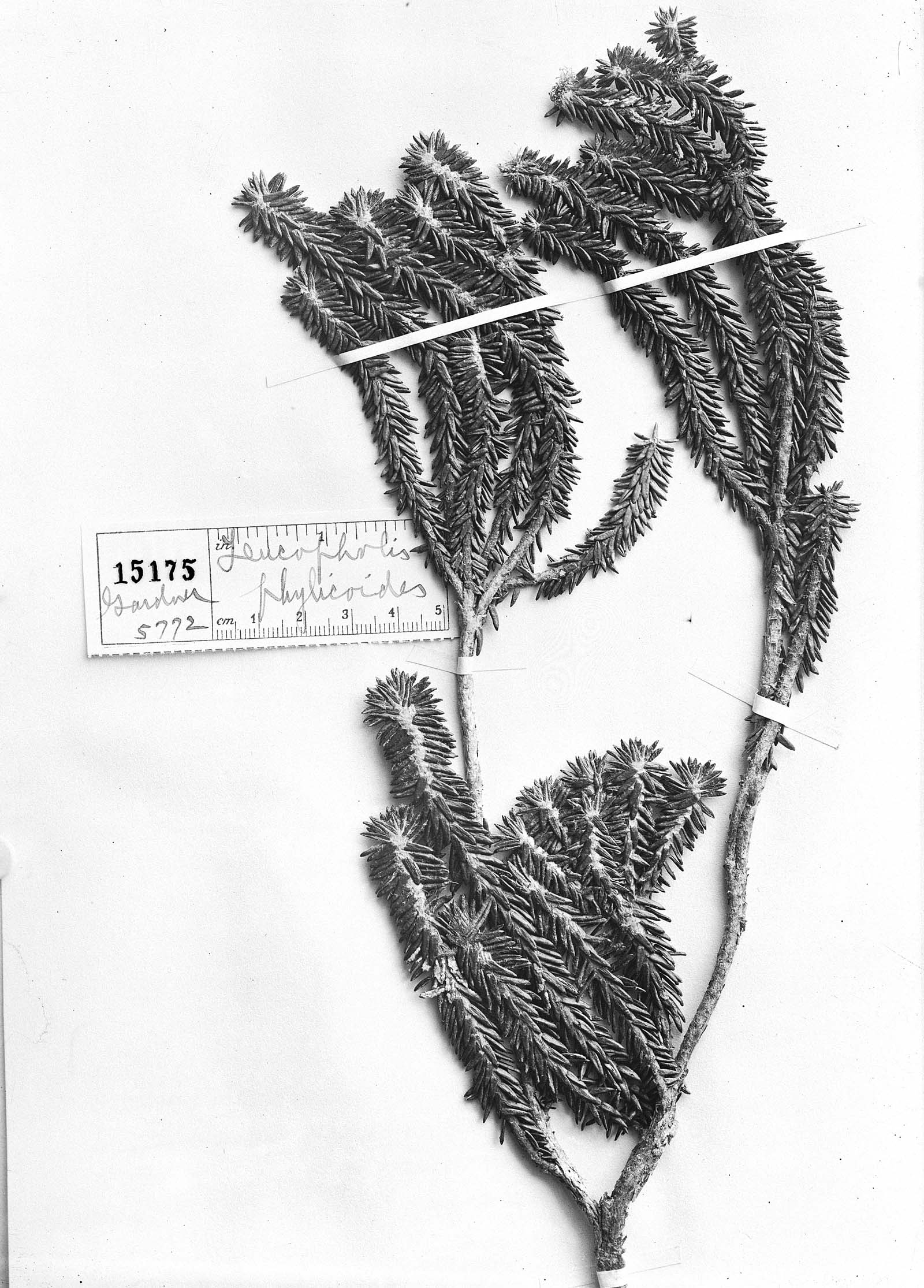 Chionolaena phylicoides image