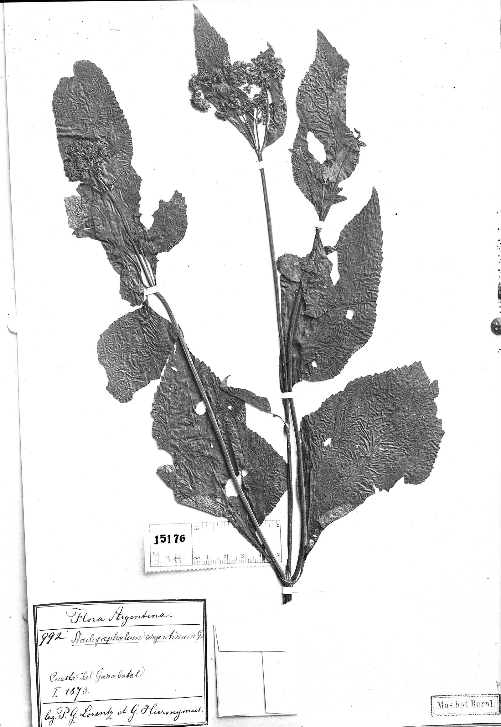 Stachycephalum argentinum image